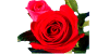 Nice rose